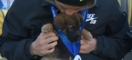 Olympic adopts five dogs