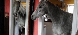Stephanie Arndt : Woman, Arabian horse live together in farmhouse