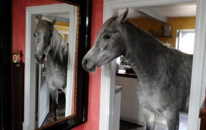 Stephanie Arndt : Woman, Arabian horse live together in farmhouse