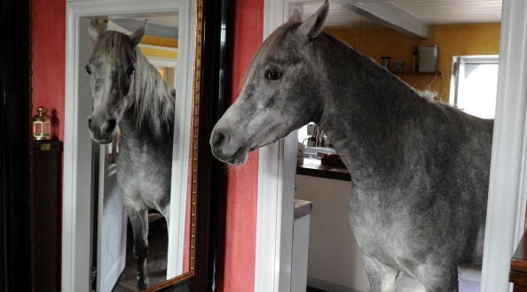 Stephanie Arndt : Woman, Arabian horse live together in farmhouse