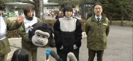 Tokyo Zoo captures 'escaped gorilla'