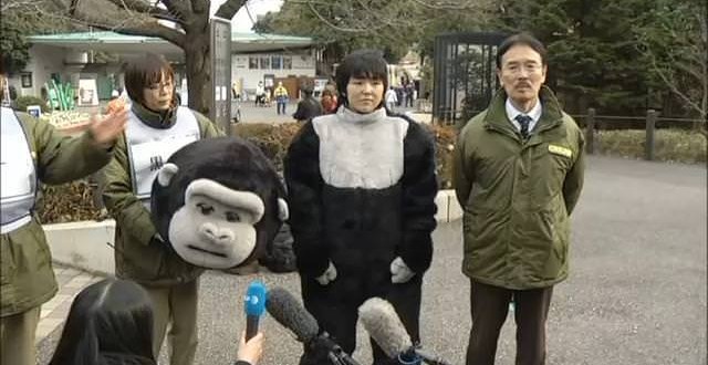 Tokyo Zoo captures 'escaped gorilla'