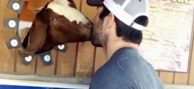 Vikings QB Christian Ponder Kissed a Goat and he Liked It