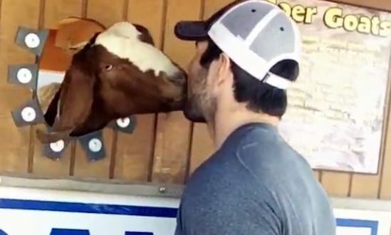 Vikings QB Christian Ponder Kissed a Goat and he Liked It