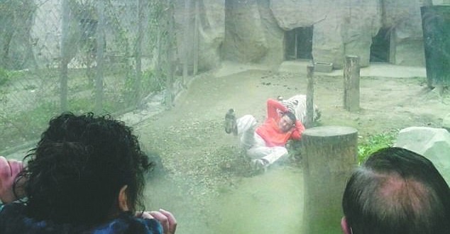 White tiger mauls man who jumped into cage (Video)