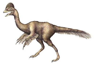 Anzu wyliei : New dinosaur called the Chicken From Hell