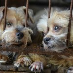 Chicago bans puppy mill sales in pet stores