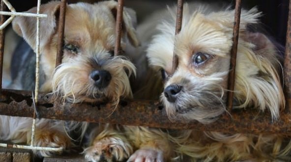 Chicago bans puppy mill sales in pet stores : Report