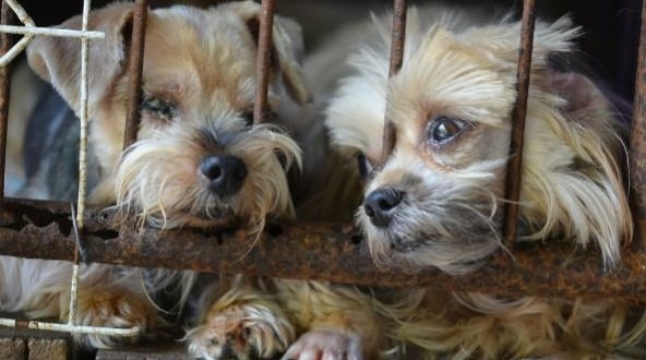 Chicago bans puppy mill sales in pet stores