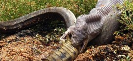 Snake eats crocodile after epic fight in Qld