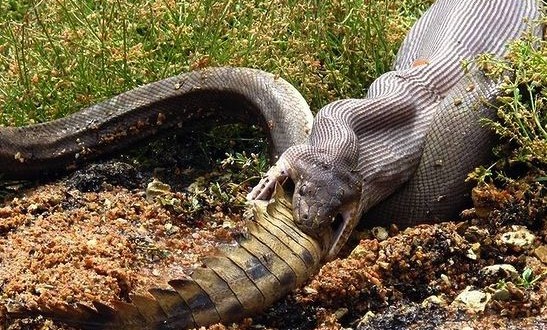 Snake eats crocodile after epic fight in Qld (Video – Photo)