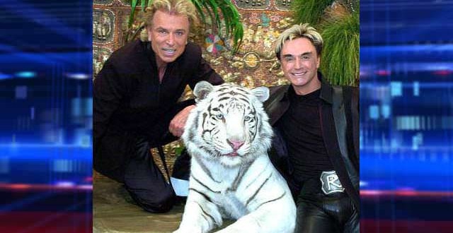 White tiger that attacked during Siegfried & Roy show dies