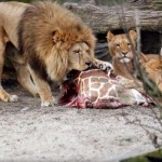 Danish Zoo Kills 4 Healthy Lions