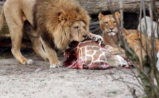 Zoo kills four lions to make space