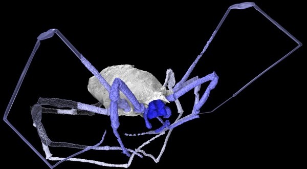 Daddy Long Legs Had an Extra Pair of Eyes, Fossil Reveals