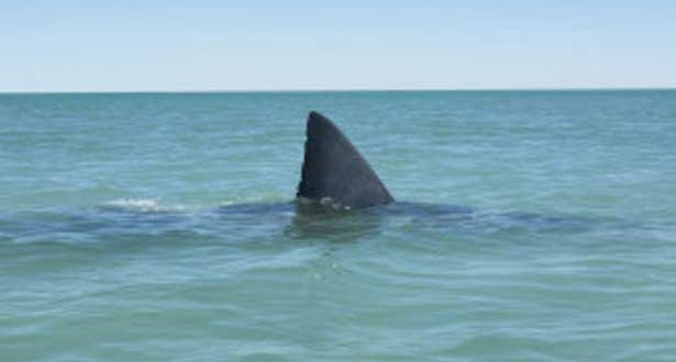 Swimmer taken by shark