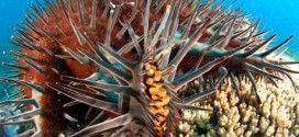 Australia : Starfish killer injection saving reef