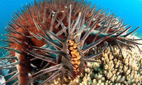 Australia : Starfish killer injection saving reef