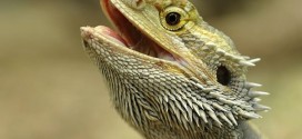 Bearded dragons linked to salmonella outbreak, CDC