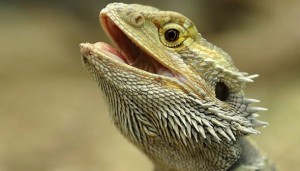Bearded dragons linked to salmonella outbreak, CDC