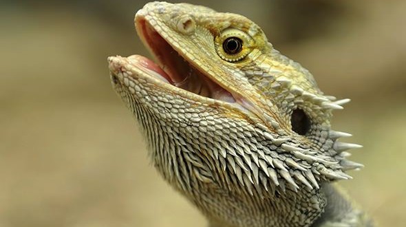 Bearded dragons linked to salmonella outbreak, CDC
