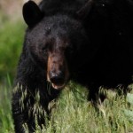 Bear drags Florida woman from garage