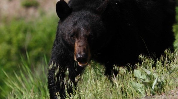 Bear drags Florida woman from garage