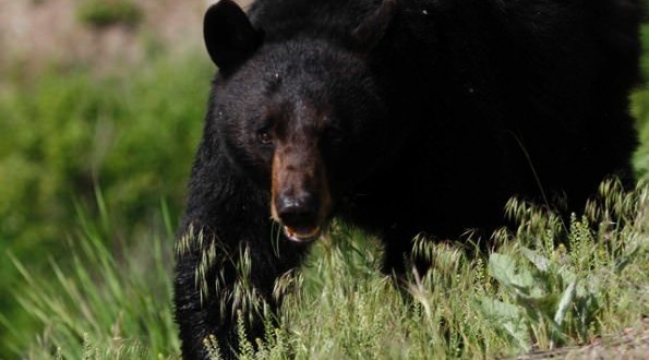 Bears drag Florida woman from her open garage (Video)