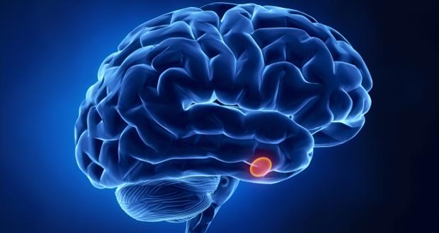 Brain function peaks at 24, but it’s not all downhill, Study