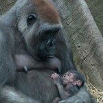 Bronx Zoo welcomes 2 newborn gorillas