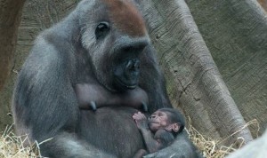 Bronx Zoo welcomes 2 newborn gorillas
