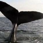 Canada : Government reduces whale protection