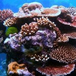 Corals Adjust Quickly To Rising Ocean Temperatures, research says