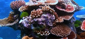 Corals Adjust Quickly To Rising Ocean Temperatures, research says