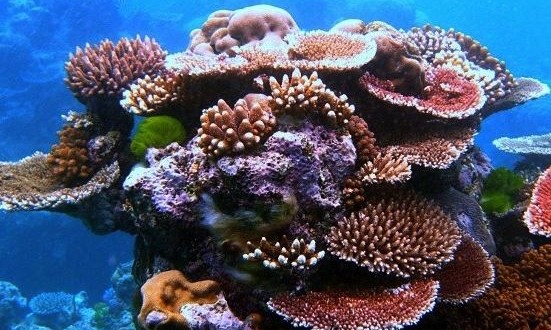 Corals Adjust Quickly To Rising Ocean Temperatures, research says