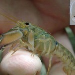 Crayfish Species Discovered in Australia