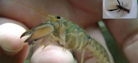 Crayfish Species Discovered in Australia