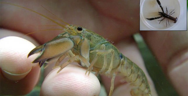 Crayfish Species Discovered in Australia (Photo)