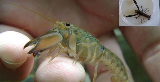Crayfish Species Discovered in Australia
