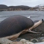 Dead Blue Whale Threatens Coastal Town With Possible Explosion