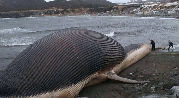 Dead Blue Whale Threatens Coastal Town With Possible Explosion