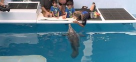 Dolphin Dream Comes True For 'Miracle' Irish Twins in Clearwater