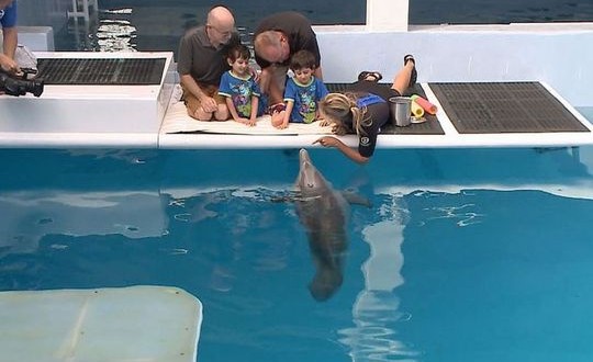 Dolphin Dream Comes True For 'Miracle' Irish Twins in Clearwater