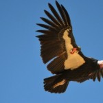 Flight of the Condor: Yurok Tribe to release condors in California