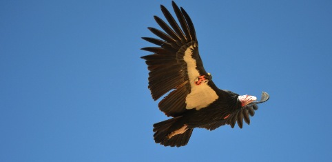 Flight of the Condor: Yurok Tribe to release condors in California