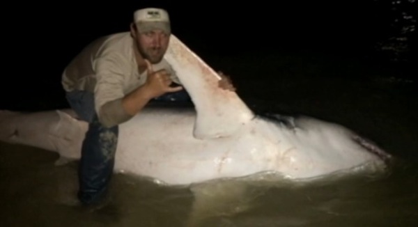 Florida Fishermen Land 805-Pound Shark (Video)