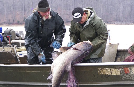 Invasive carp’s DNA found in Muskingum River