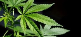 Marijuana Use Does Cause Brain Damage, Study