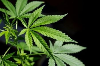 Marijuana Use Does Cause Brain Damage, Study