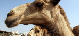 Mers Virus Found In Camels